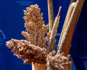 Foires et Conférences