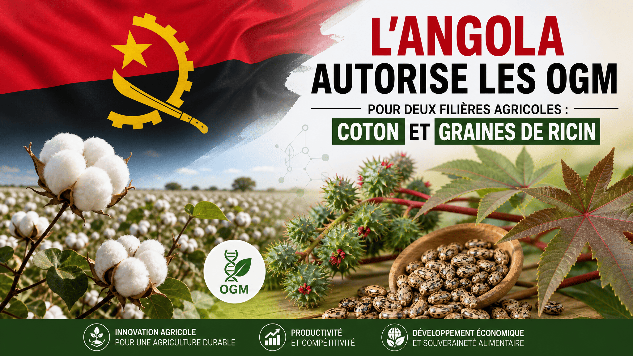 L'Angola autorise les OGM pour deux filiéres agricoles : coton et de graines de ricin