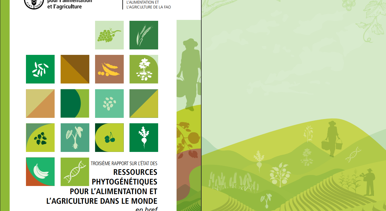 L'Afrique est en train de perdre ses semences : le nouveau rapport de la FAO qui interpelle