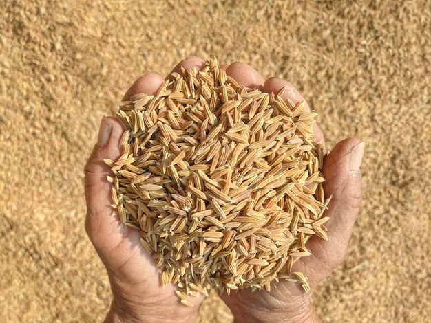Patrimoine génétique : la Chine attaque le croisement riz africain et riz asiatique