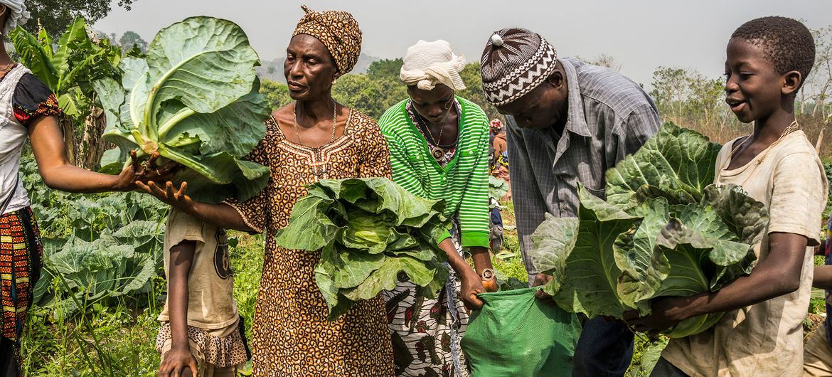 L'agriculture africaine, une dépendance aux financements : l'urgence de la réforme
