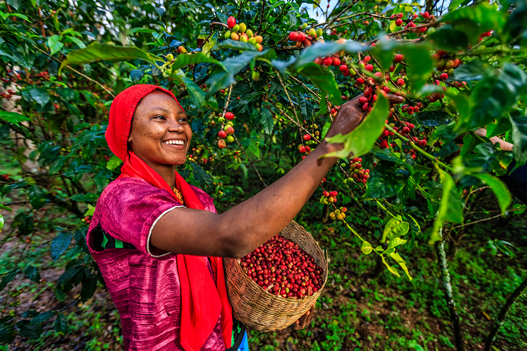 1er Octobre : Journée internationale du café