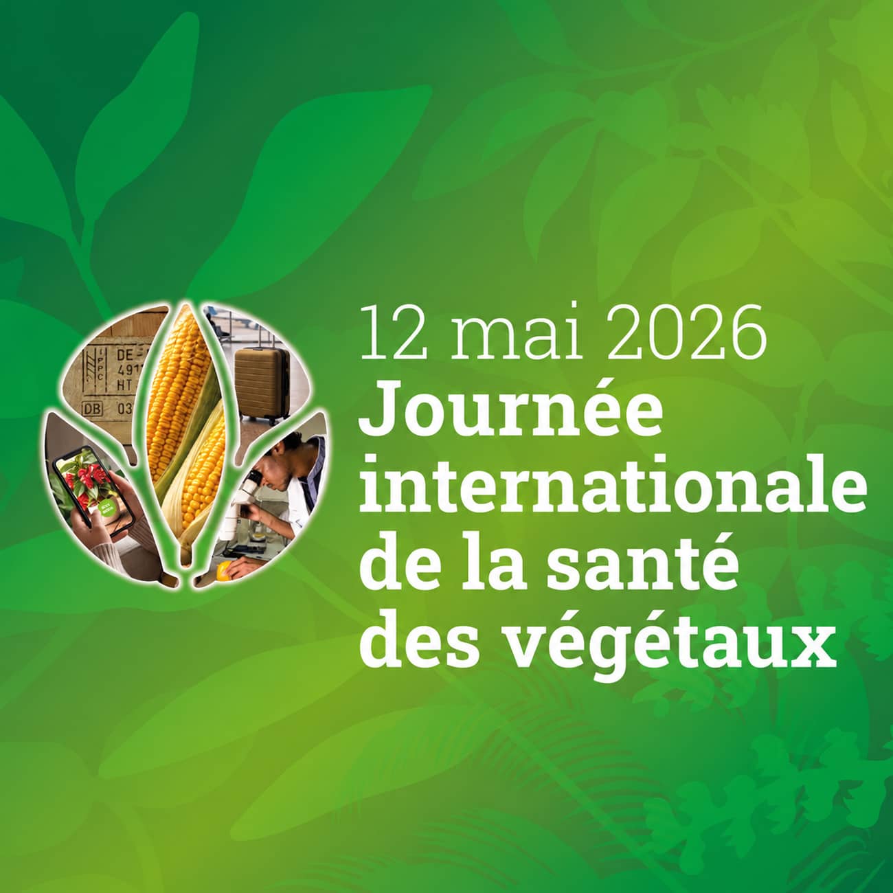 La Journée internationale de la santé des végétaux célébrée ce 12 mai